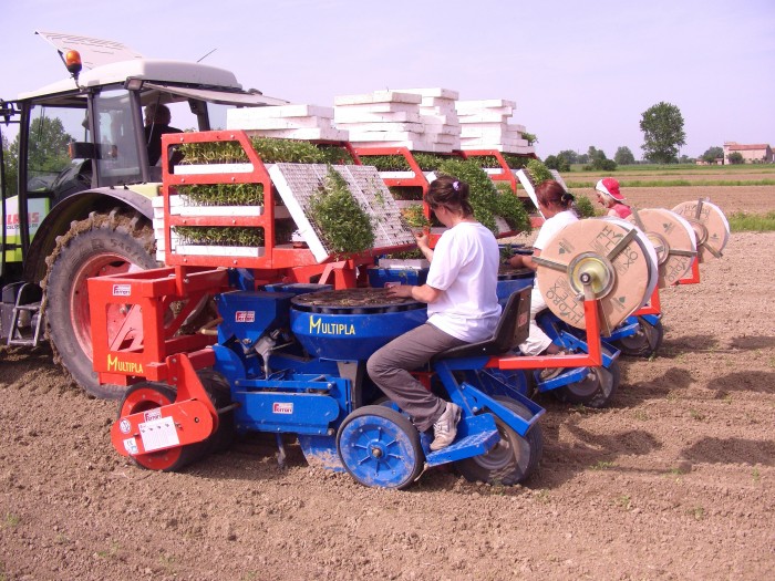 Plantador MULTIPLA