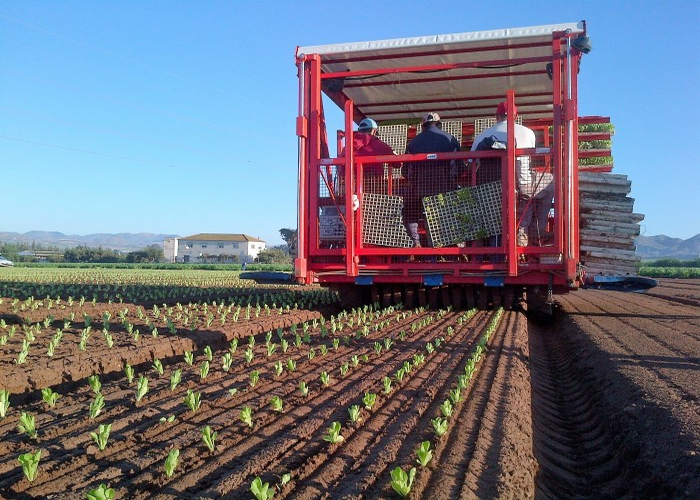 fx-multipla-transplanter